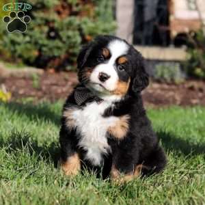 Prince, Bernese Mountain Dog Puppy